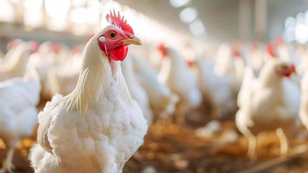 Chicken Prices Shock Consumers in Andhra Pradesh and Telangana