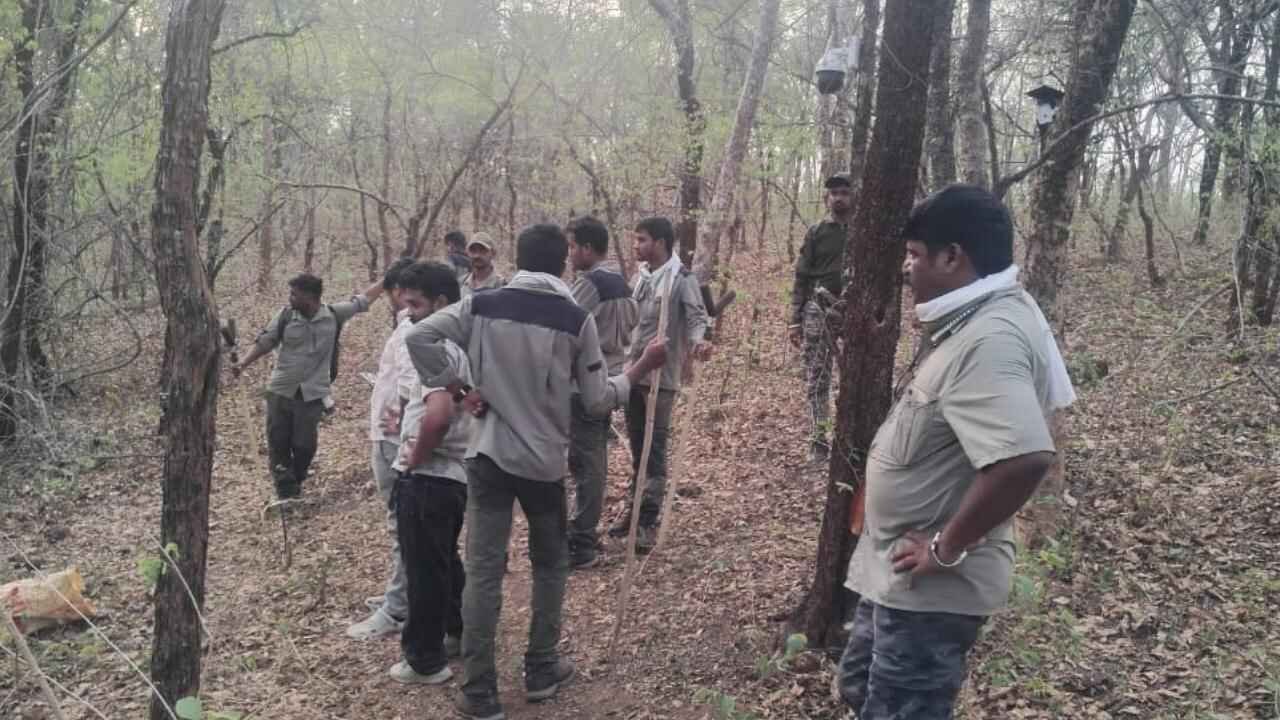 Horror in Chandrapur Forest After Tigress Attack Claims Four Women Lives