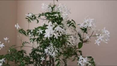 Simple Gardening Trick That Makes Star Jasmine Bloom All Year