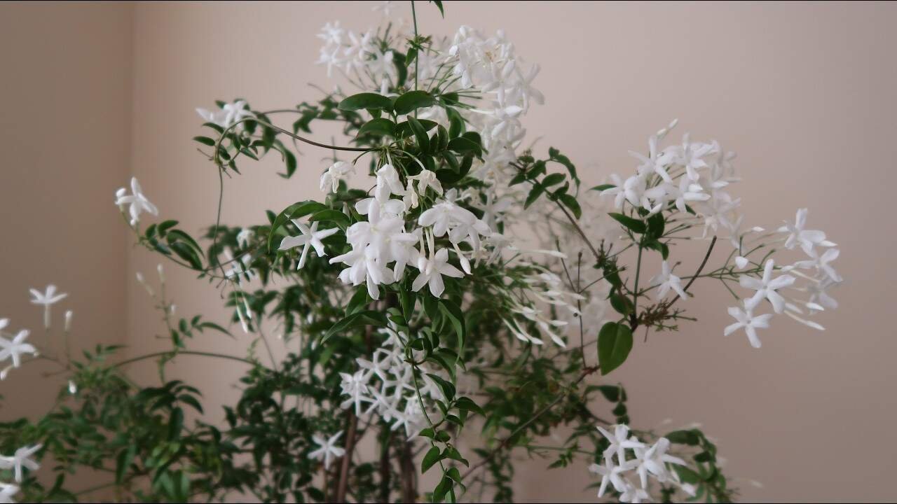 Simple Gardening Trick That Makes Star Jasmine Bloom All Year