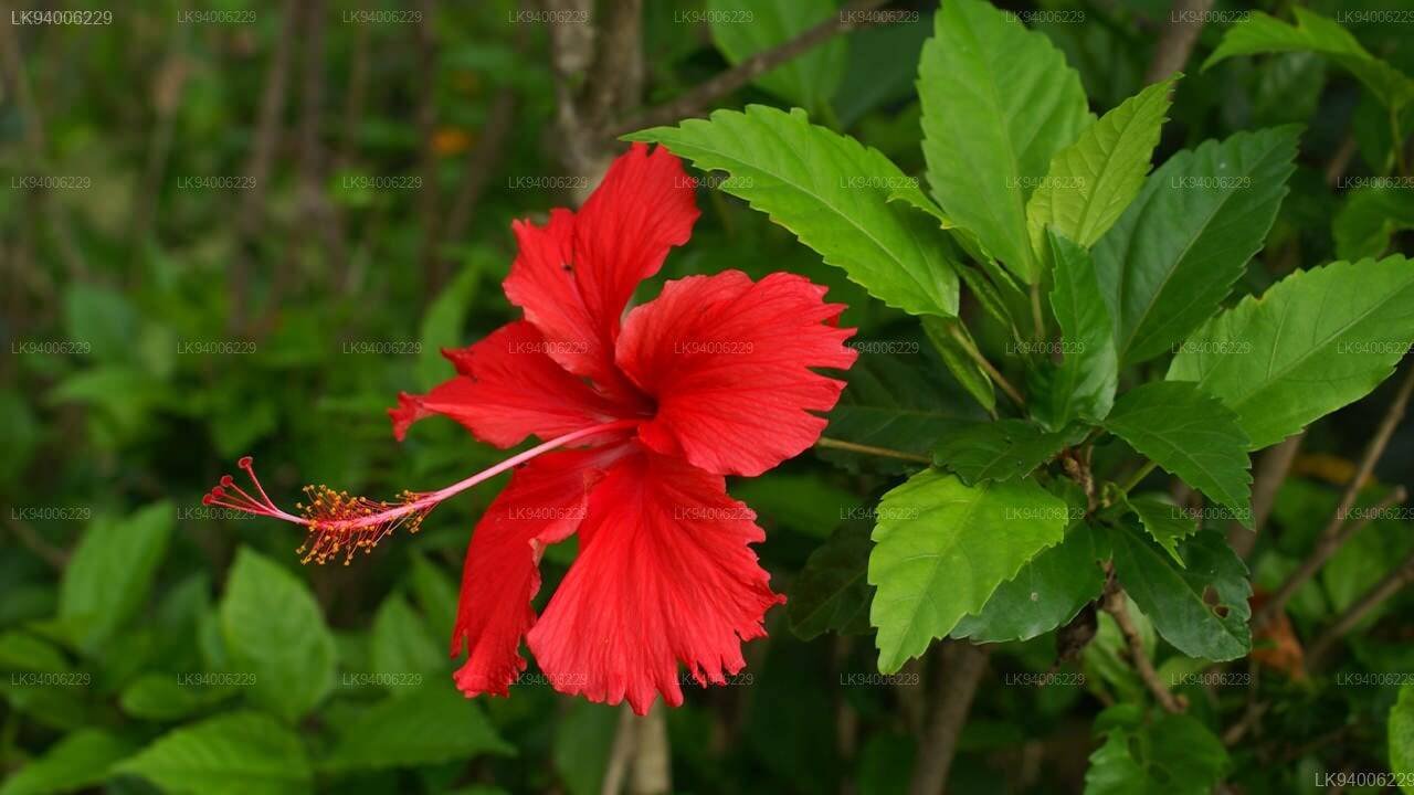 Simple Kitchen Spice May Help Hibiscus and Jasmine Plants Bloom More Abundantly