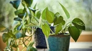 Simple Summer Trick Can Bring Your Dried Money Plant Back to Life