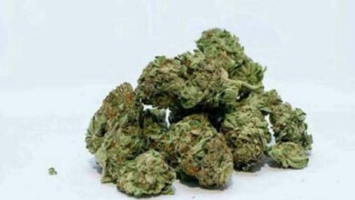 DRI officials at Hyderabad airport after seizing hydroponic ganja from passengers arriving from Bangkok