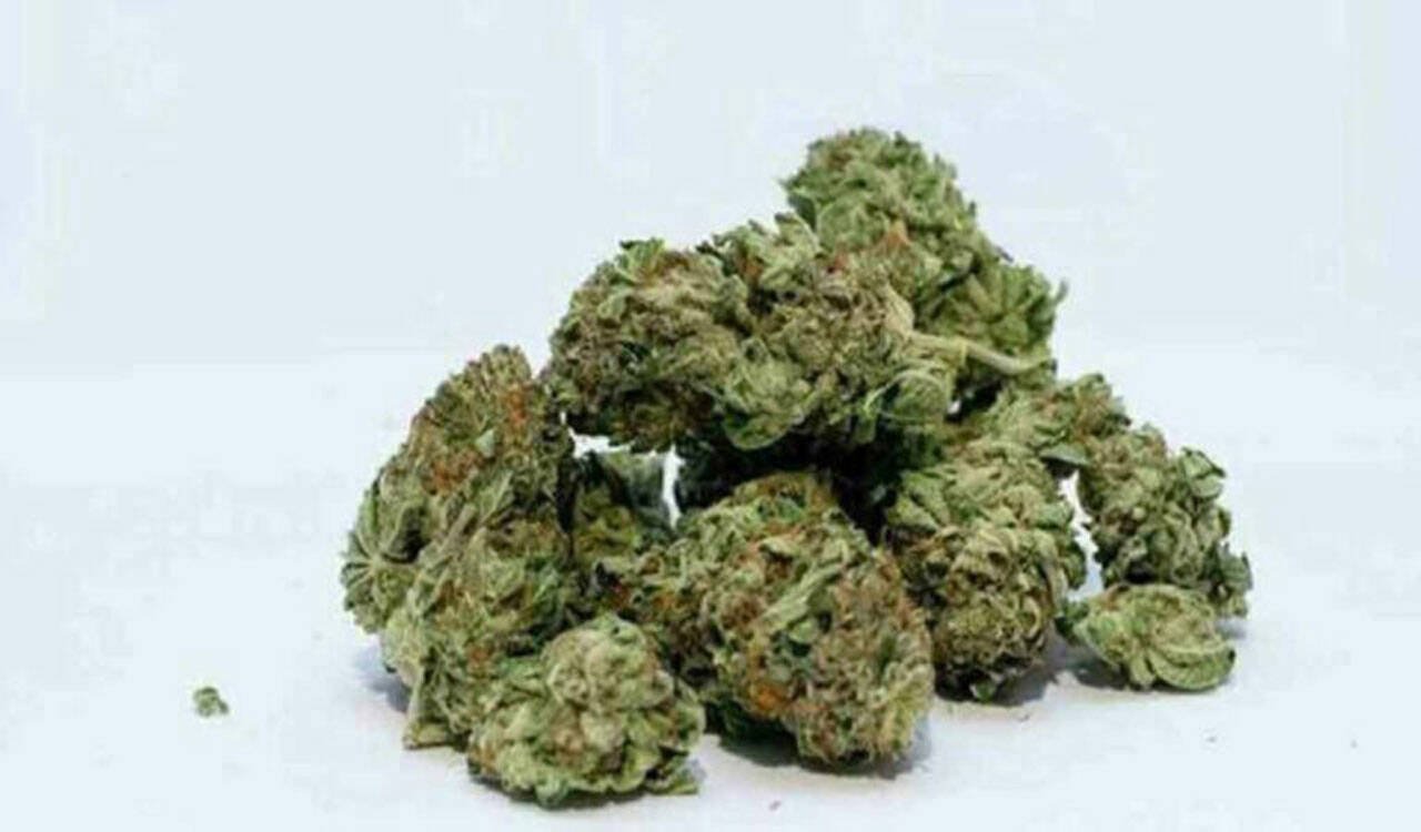 DRI officials at Hyderabad airport after seizing hydroponic ganja from passengers arriving from Bangkok