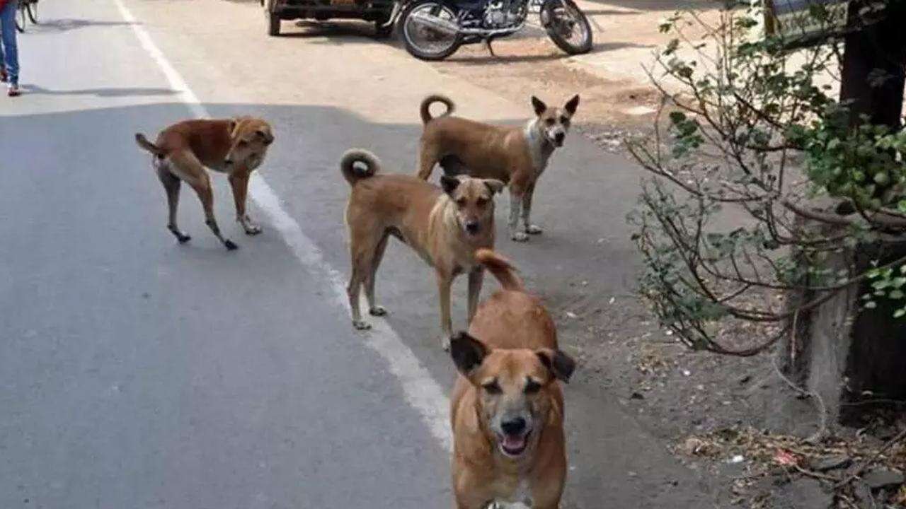 A young boy suffered severe injuries after a group of stray dogs attacked him in Hyderabad’s BN Reddy Nagar area and is currently undergoing treatment in hospital