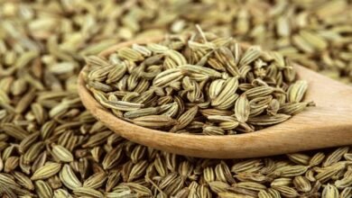 After Meal Fennel Seeds Offer Simple Digestive Boost and Surprising Health Benefits