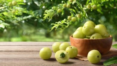 Amla Before Meals A Natural Health Shield That May Support Sugar Control and Immunity