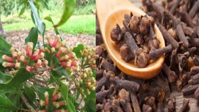 Clove Power Revealed Daily Use of Two Cloves May Help Support Multiple Health Concerns