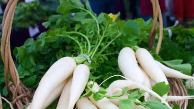 Don’t Throw Away Radish Leaves They Hold Powerful Nutrition and Surprising Health Benefits