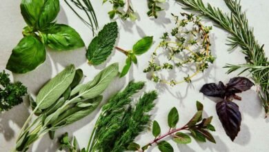 Herbal Balance for Women Natural Secrets for Hormone Health and Everyday Wellness