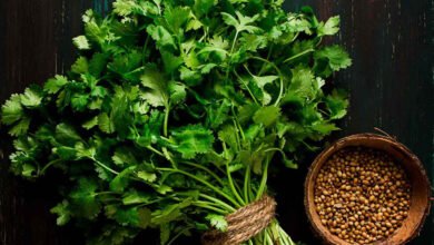 How to Keep Coriander Fresh for a Week Easy Kitchen Tricks to Stop Spoilage in Two Days