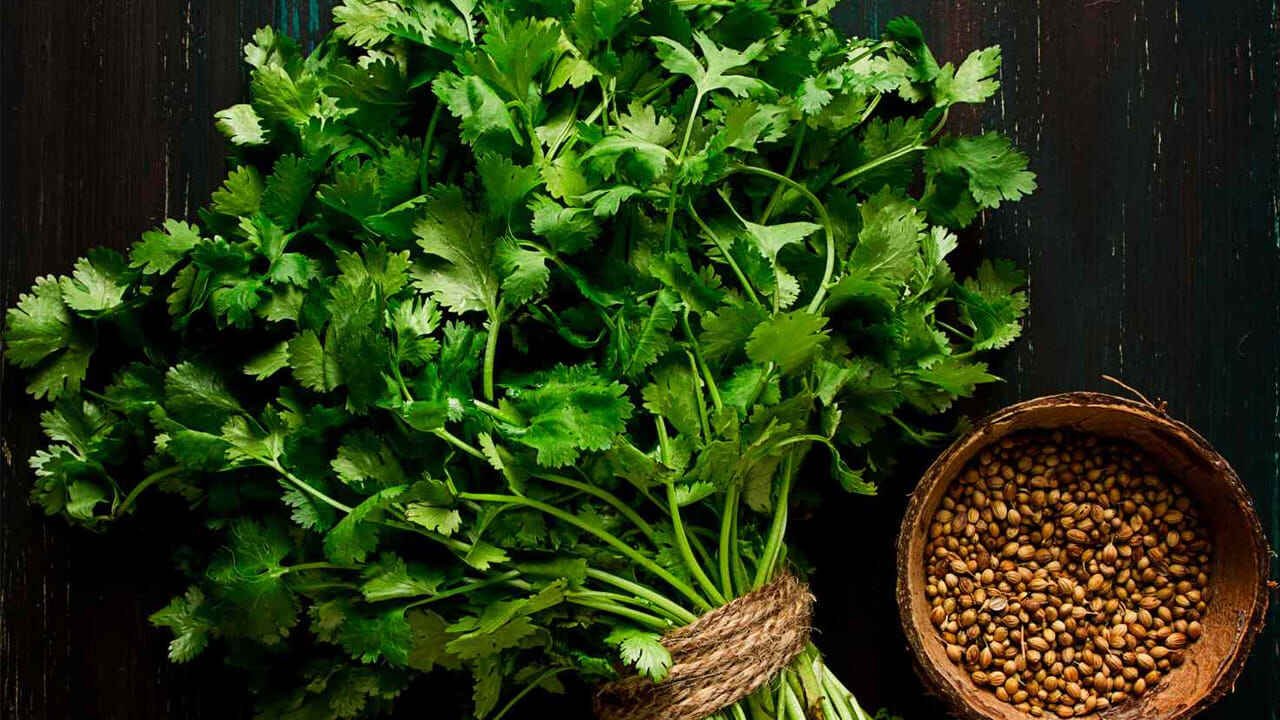 How to Keep Coriander Fresh for a Week Easy Kitchen Tricks to Stop Spoilage in Two Days