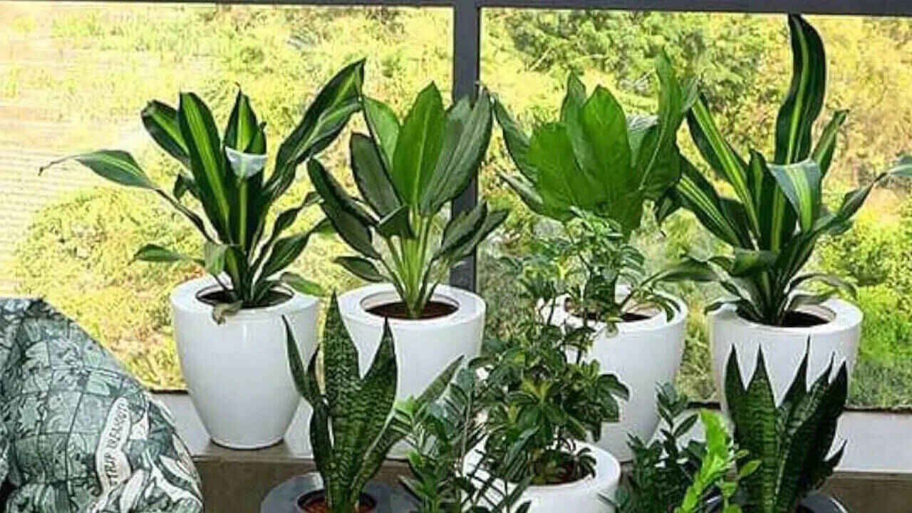 Indoor Plants That Grow Without Soil and Thrive Only in Water