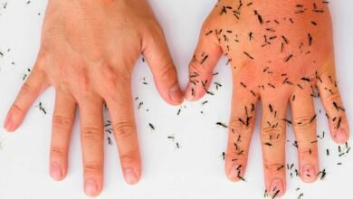 Keep Mosquitoes Away Naturally With These Powerful Plants and Simple Home Remedies
