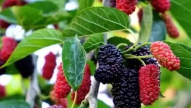 Mulberry Fruits And Leaves Offer Surprising Health Benefits Beyond Their Sweet Taste