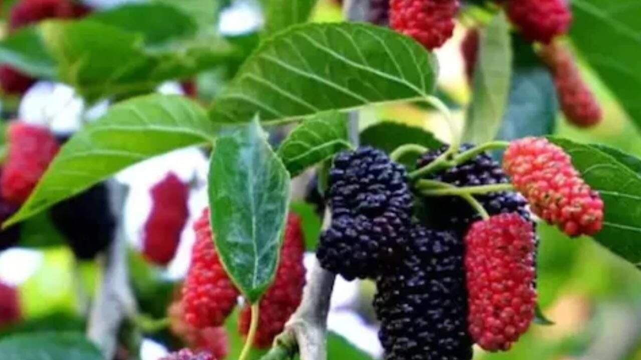 Mulberry Fruits And Leaves Offer Surprising Health Benefits Beyond Their Sweet Taste