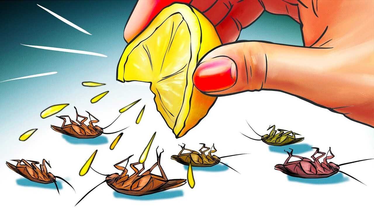 Natural Ways to Keep Cockroaches Away Powerful Home Remedies That Actually Work