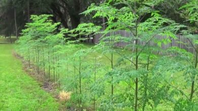 Secret Farming Tips to Grow Heavy Drumstick Pods on Moringa Trees Naturally