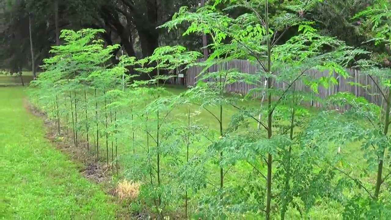 Secret Farming Tips to Grow Heavy Drumstick Pods on Moringa Trees Naturally