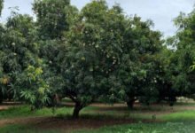 Mephedrone Lab Busted: International Drug Racket Busted as Secret Mephedrone Lab Found in Mango Orchard