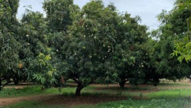 Mephedrone Lab Busted: International Drug Racket Busted as Secret Mephedrone Lab Found in Mango Orchard