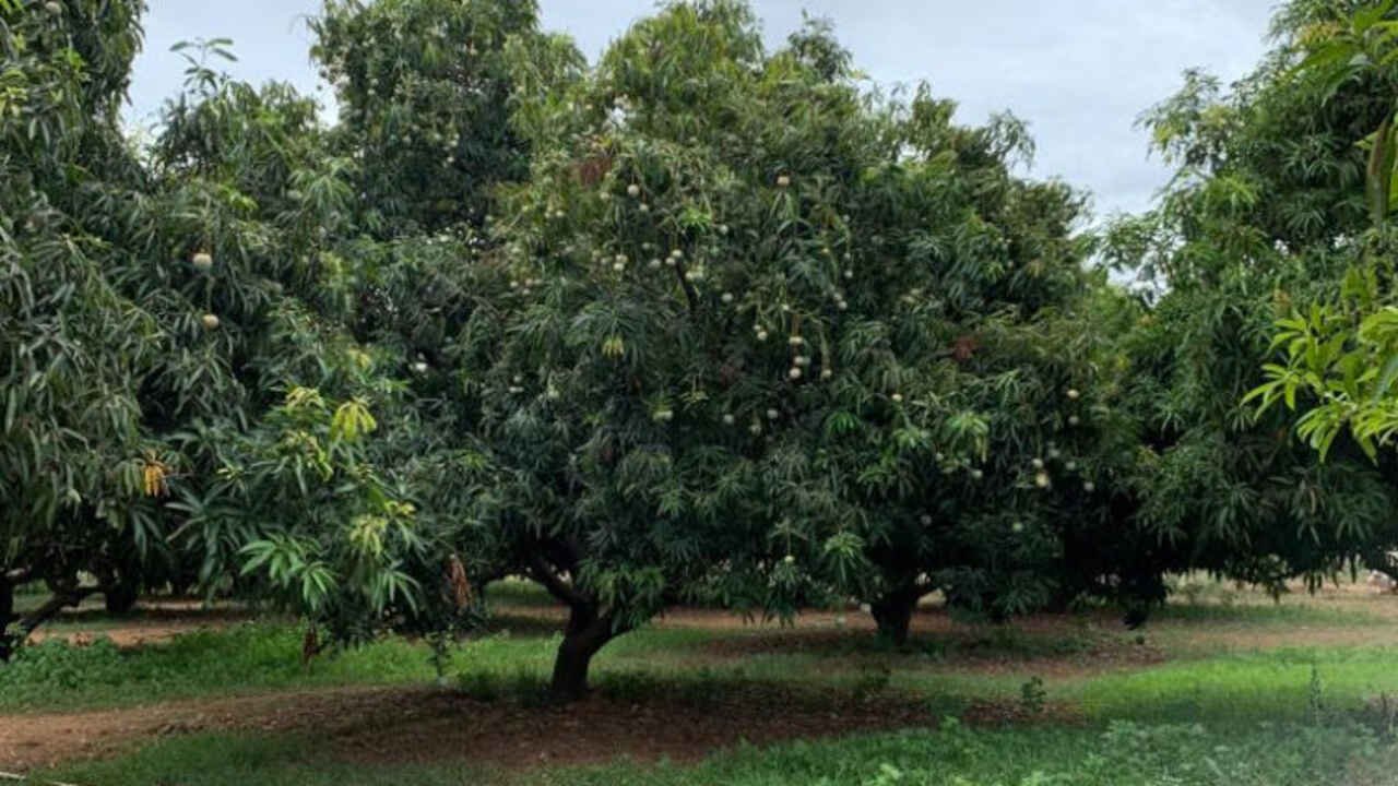 Mephedrone Lab Busted: International Drug Racket Busted as Secret Mephedrone Lab Found in Mango Orchard