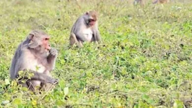 Solar Fencing Success: Solar Fencing Helps Yadadri Farmers Protect Crops From Wild Animals