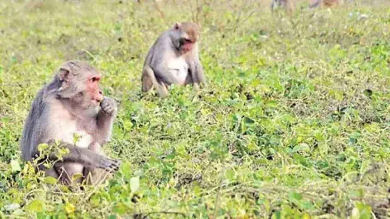 Solar Fencing Success: Solar Fencing Helps Yadadri Farmers Protect Crops From Wild Animals