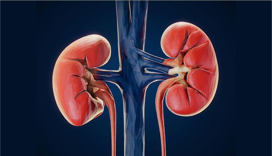 Telangana Kidney Death Rate: ICMR Report Flags Highest Kidney Disease Death Rate In Telangana
