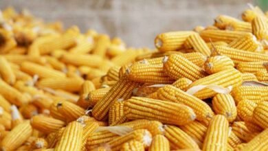 Warangal Maize Record: Record Maize Price in Warangal Market Brings Windfall for Telangana Farmer