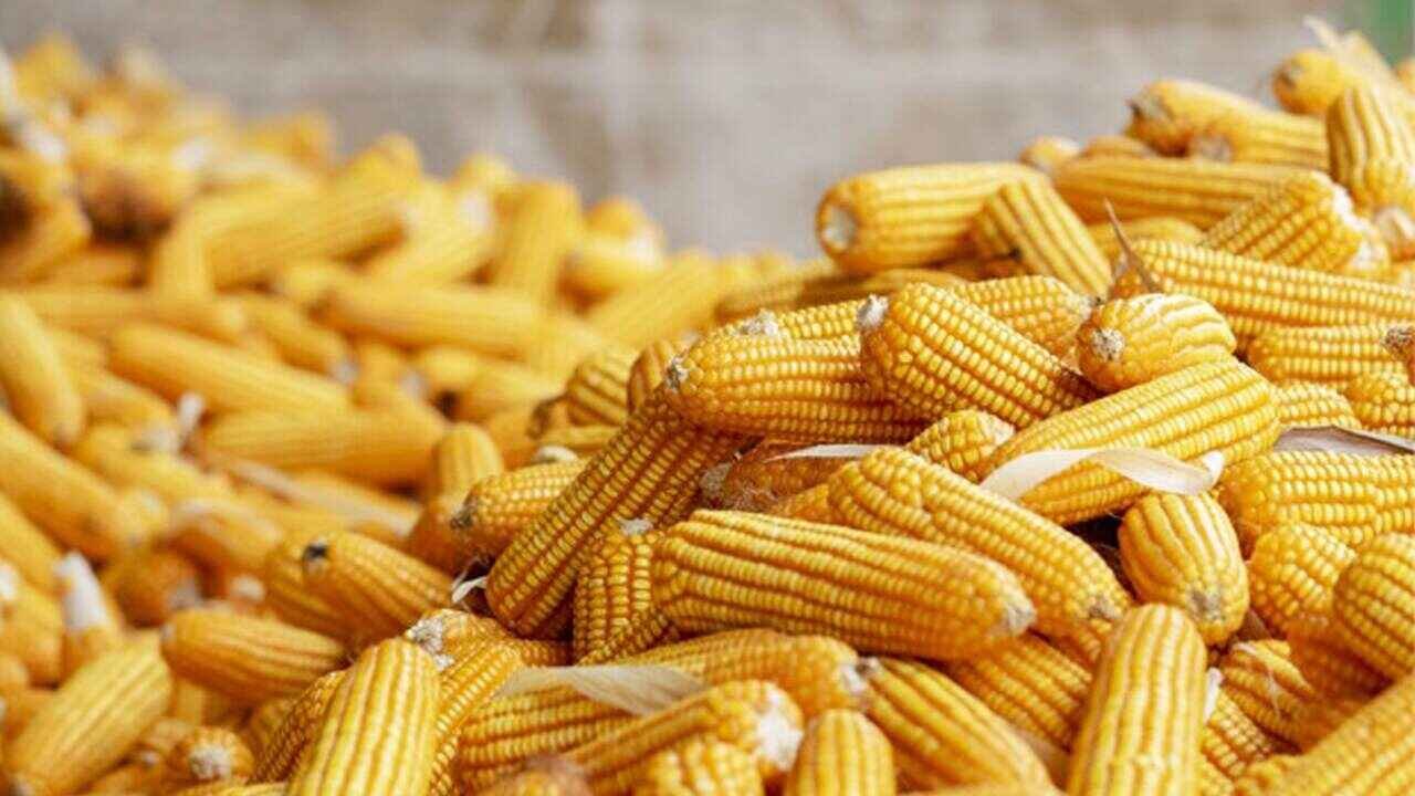 Warangal Maize Record: Record Maize Price in Warangal Market Brings Windfall for Telangana Farmer