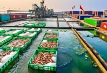 Andhra Aquaculture Sector Sees Fresh Hope After Prolonged Crisis