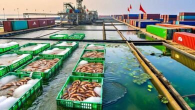 Andhra Aquaculture Sector Sees Fresh Hope After Prolonged Crisis
