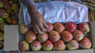 Apple Prices Likely to Rise as Poor Harvest Shrinks Supply