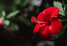 Best Direction to Keep a Hibiscus Plant at Home According to Vastu for Wealth and Positive Energy