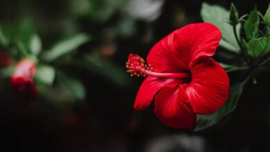 Best Direction to Keep a Hibiscus Plant at Home According to Vastu for Wealth and Positive Energy