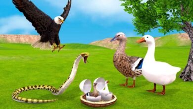 Clever Duck Defeats Cruel Snake With Intelligence and Teaches a Lesson on Karma