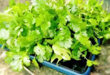 Coriander Leaves Can Be Harmful For Some People Experts Warn About Health Risks