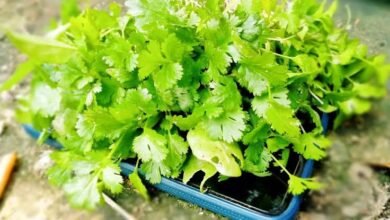 Coriander Leaves Can Be Harmful For Some People Experts Warn About Health Risks
