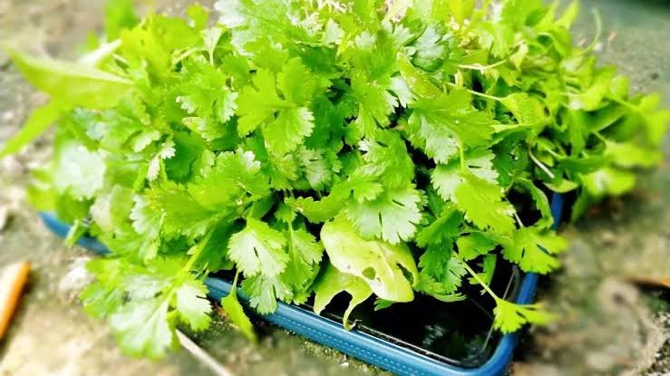 Coriander Leaves Can Be Harmful For Some People Experts Warn About Health Risks