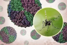 Dengue Platelet Drop Timeline and Warning Signs You Should Not Ignore