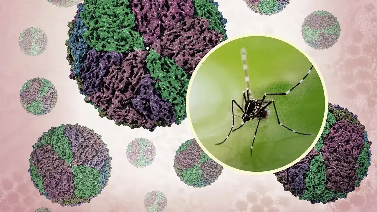 Dengue Platelet Drop Timeline and Warning Signs You Should Not Ignore