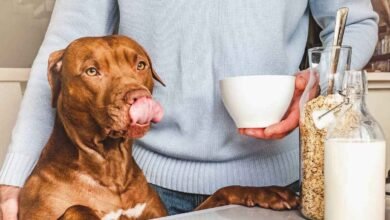 Dog Milk Feeding Myth Why Veterinarians Warn It Can Be Dangerous for Pets