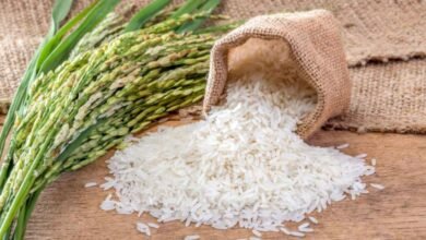 Easy Ways To Protect Rice From Insects During Rainy Season