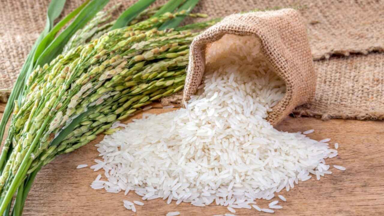 Easy Ways To Protect Rice From Insects During Rainy Season