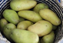 Green Potatoes May Not Be Safe to Eat Here Is What You Should Know