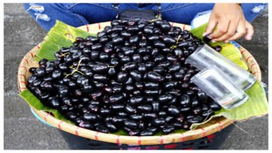 Jamun Fruit Facts: Know Its English Name And Hidden Health Benefits