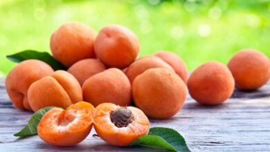 Ladakh Apricots Reach UAE in Landmark Export Boost
