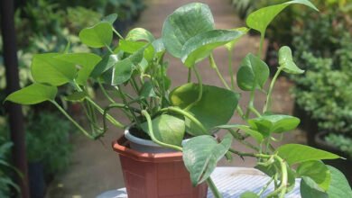 Money Plant and Vastu Beliefs Why Proper Placement Is Said to Attract Prosperity and Positive Energy