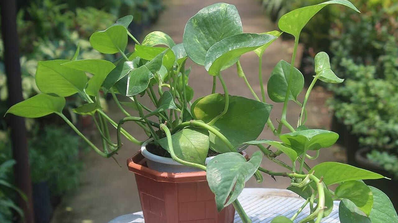 Money Plant and Vastu Beliefs Why Proper Placement Is Said to Attract Prosperity and Positive Energy